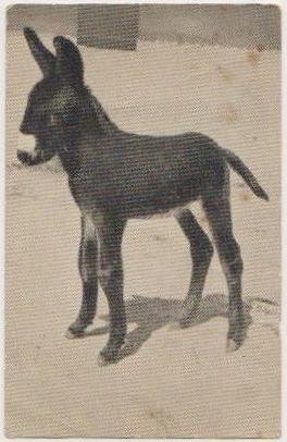 Anon du Poitou - N° 25