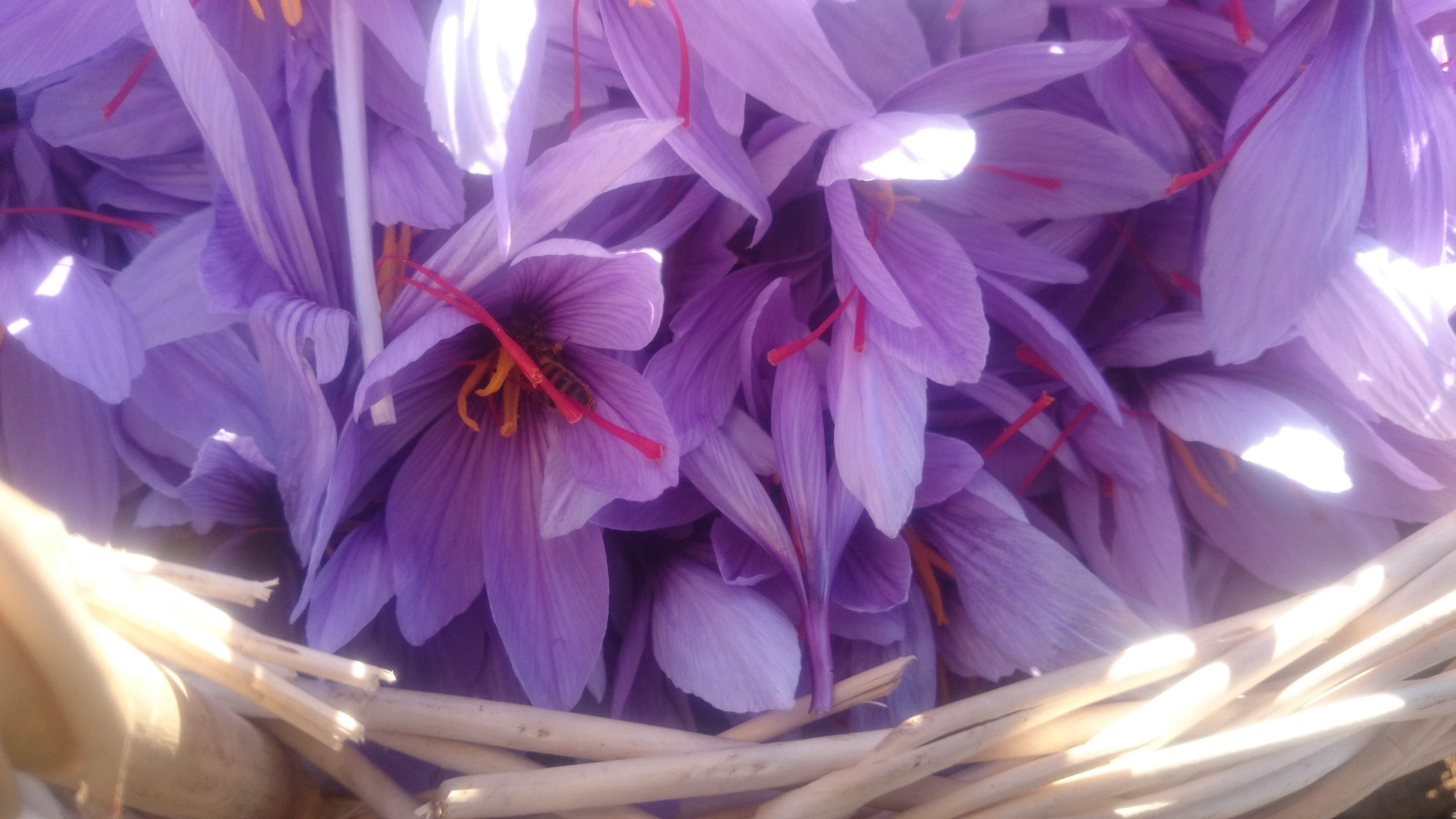 About Saffron bulbs for sale (Crocus Sativus)