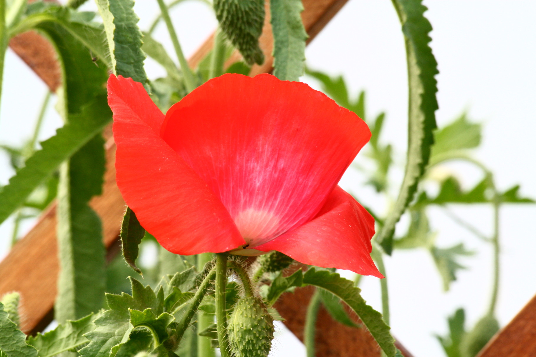 Mohn