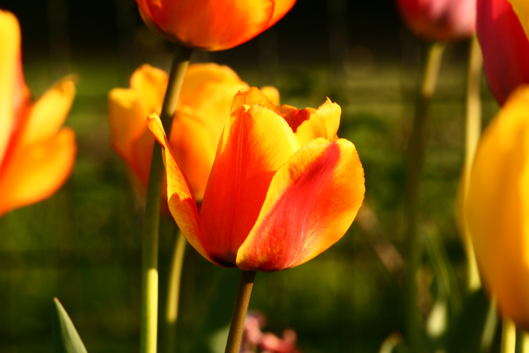 Tulpen Orange 