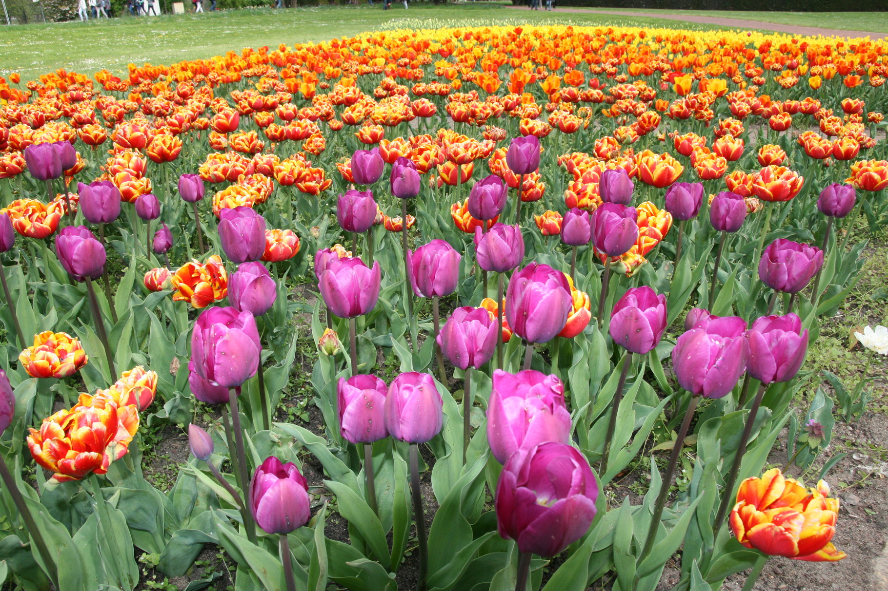 Tulpenwiese