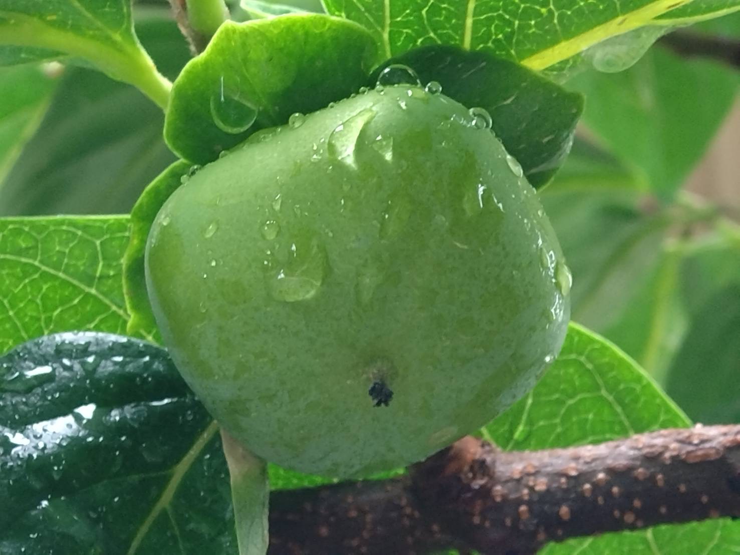 大雨の後