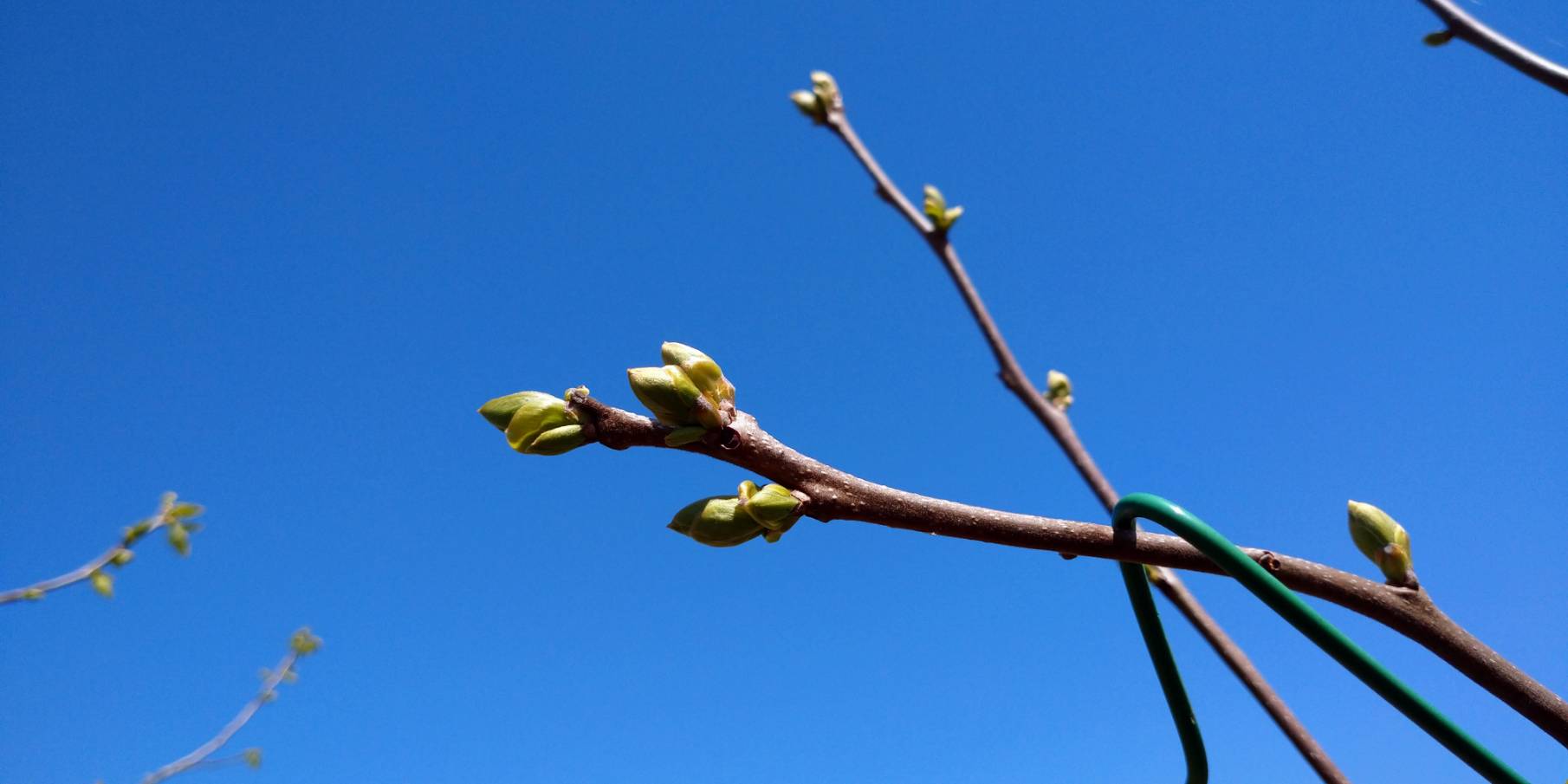 紀州てまりの芽吹き