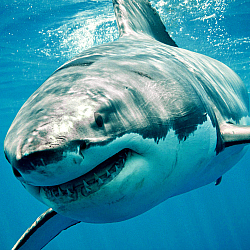 shark, great white shark, shark facts