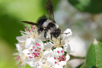 Wildbiene an Blüte