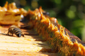 Propolis bei Neurodermitis