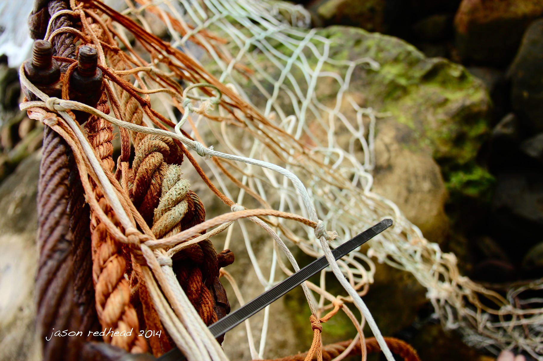  29-07-14 living off the land; fish from this net, herbs from my garden. now all i need is a lemon tree and im all set for dinner. taylors bay, nsw 