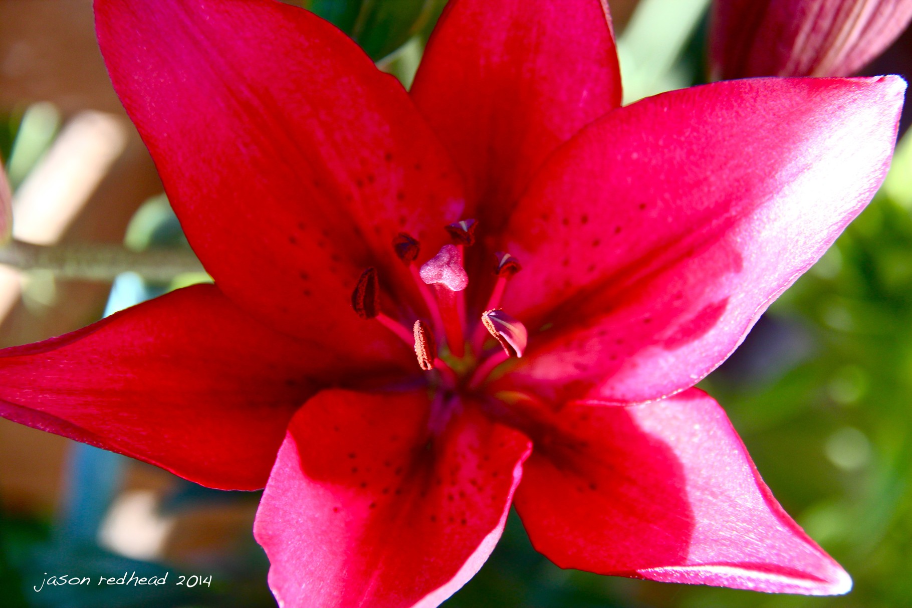  26-12-14 nana's garden; so many beautiful flowers in her garden. such a great place to hang out with you, timaru, nz