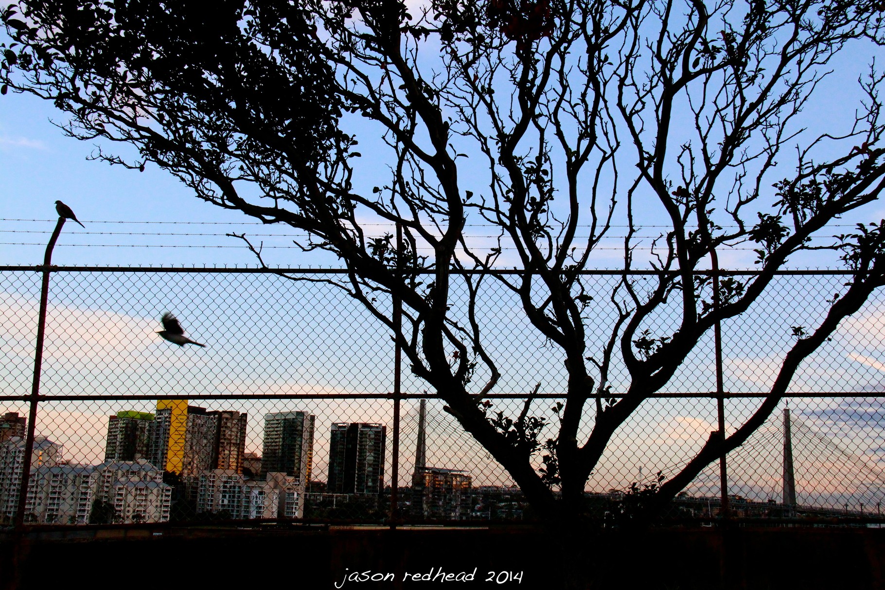  29-04-14 fly away home; after a relaxing day checking out this view and catching some rays i guess it's time to fly home. balmain, nsw.  
