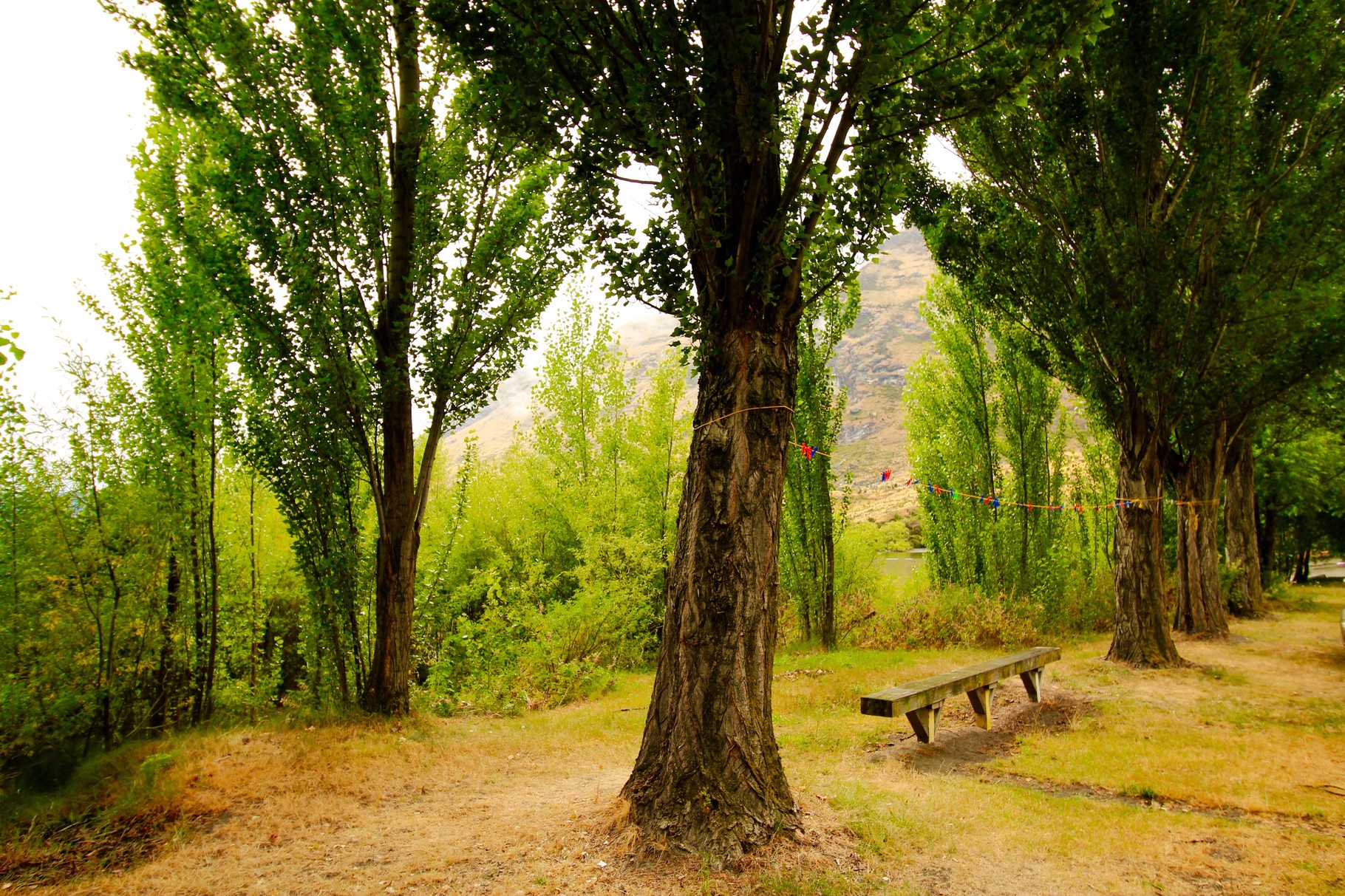 typical Glendhu tree line. 