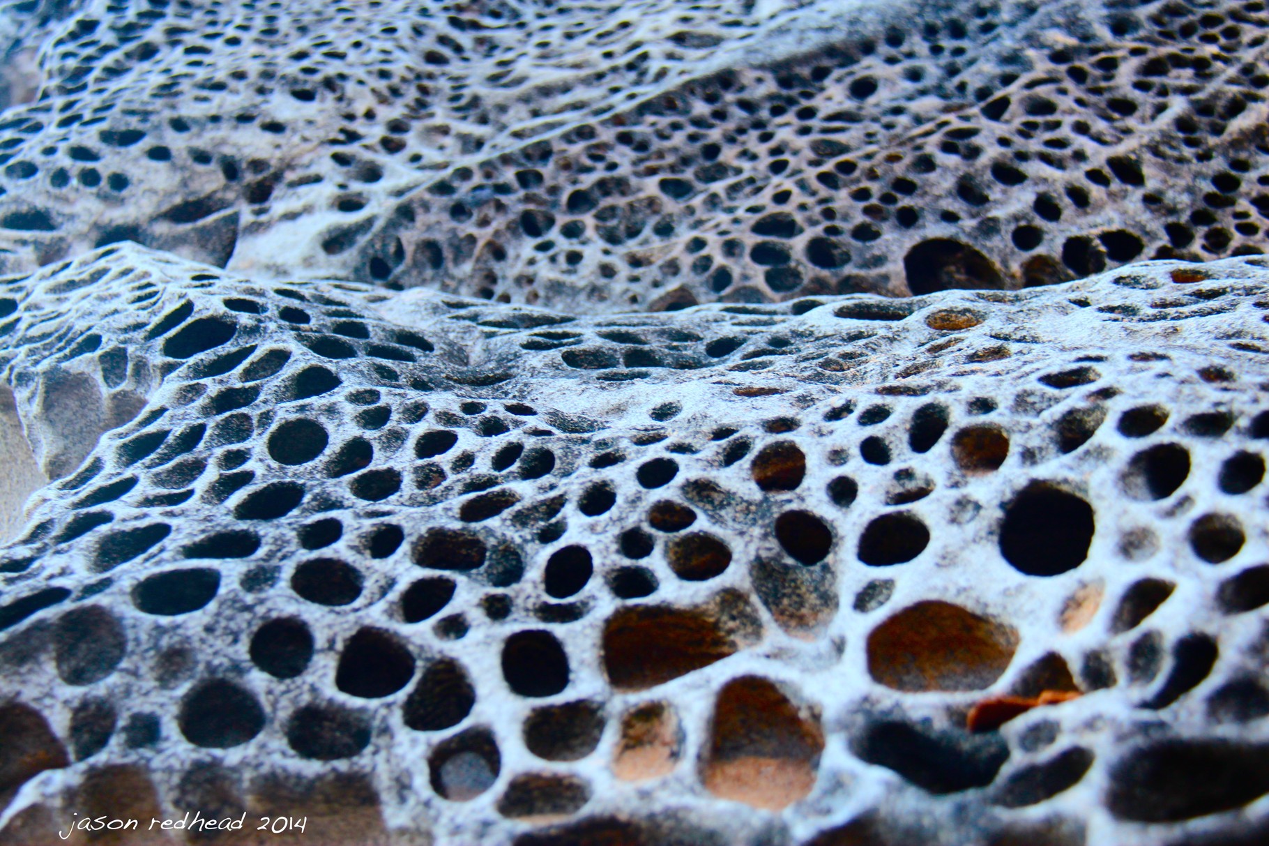  23-12-14 how old am i?; probably older than you can count. so much detail, imagine if it could talk...paramatta river, nsw