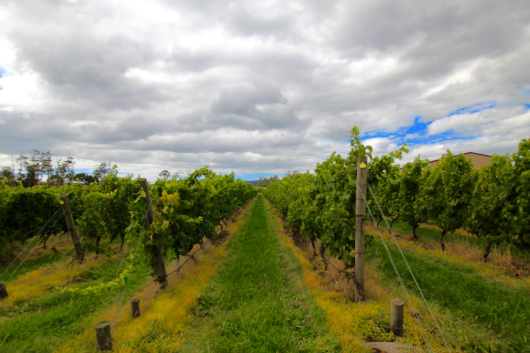Tamar Valley and some delicious wine tastings