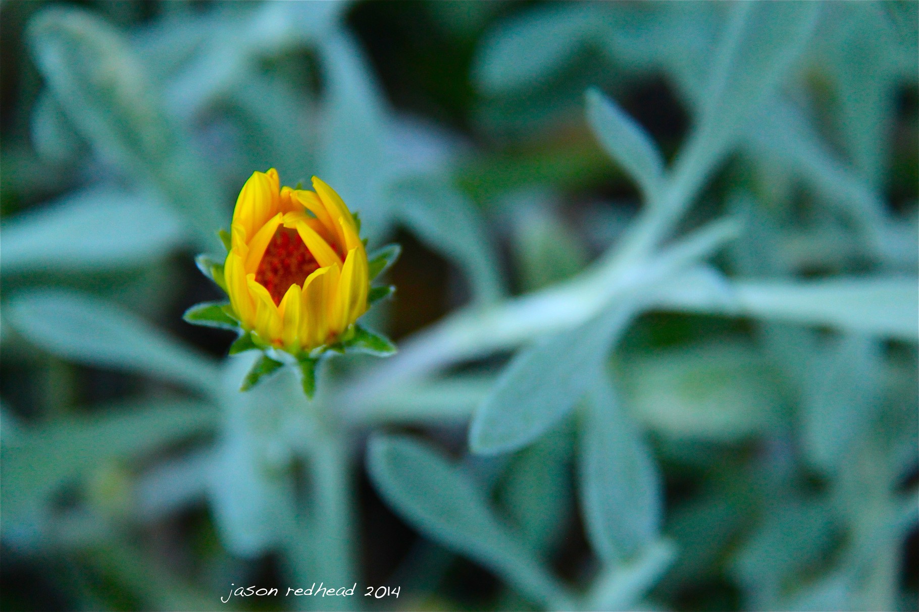  09-10-14 self defence   the amazing way nature looks after itself. here the flower is all huddled together protecting itself from the wind, cold, shade and at the top of the hill another identical flower is in full bloom and open to allow the sun in.