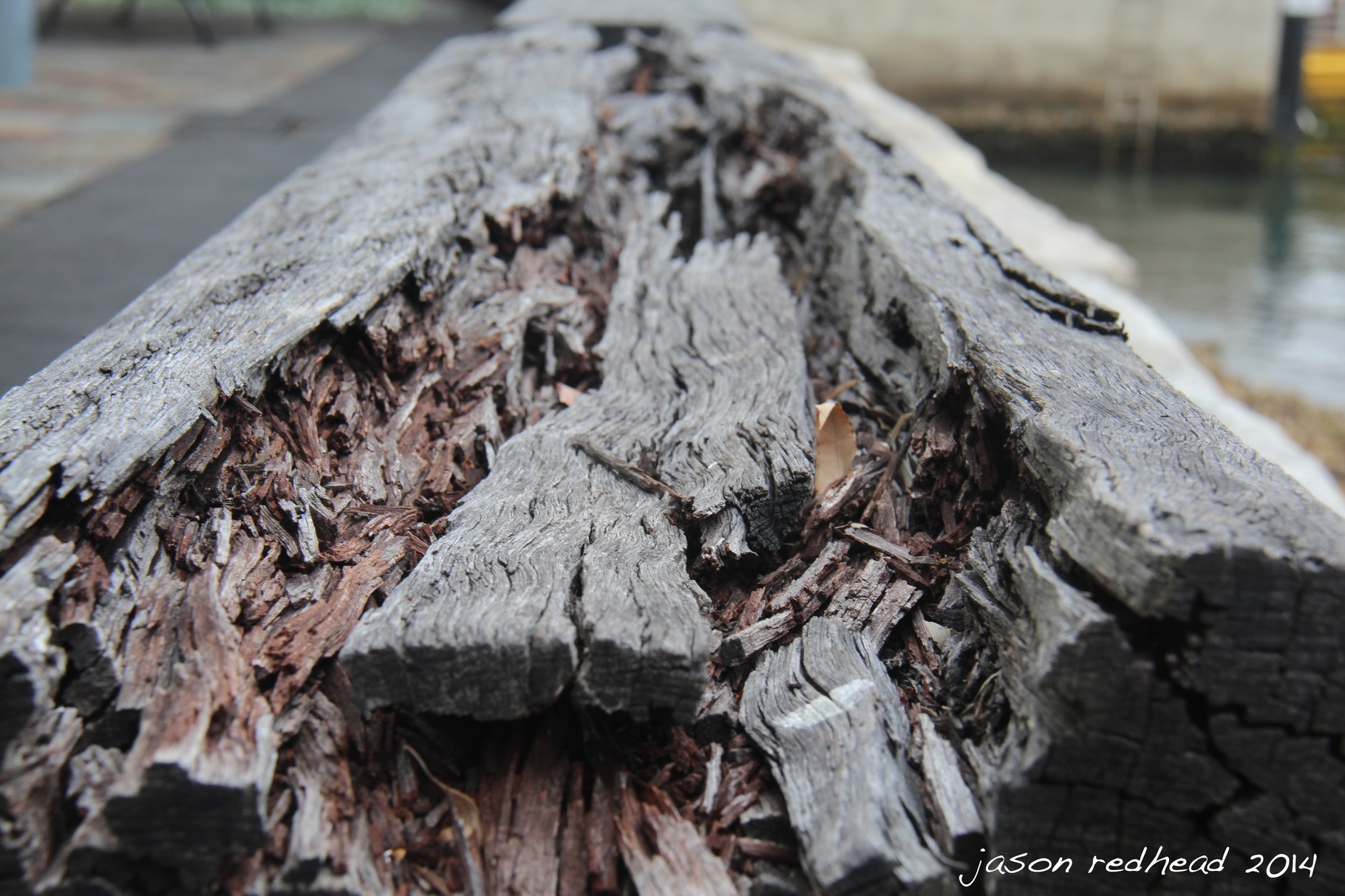  23-01-14 a second life; i wonder where this railway sleeper use to live and what interesting stories it could tell? definitely seen better days, pyrmont, nsw 
