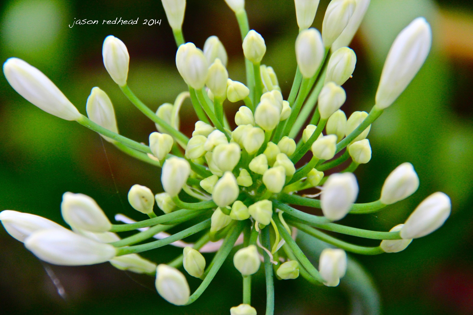  29-11-14 almost; ready to open. ready to show the world. fully grown. time to see. the winning bloom. ballast point park, nsw