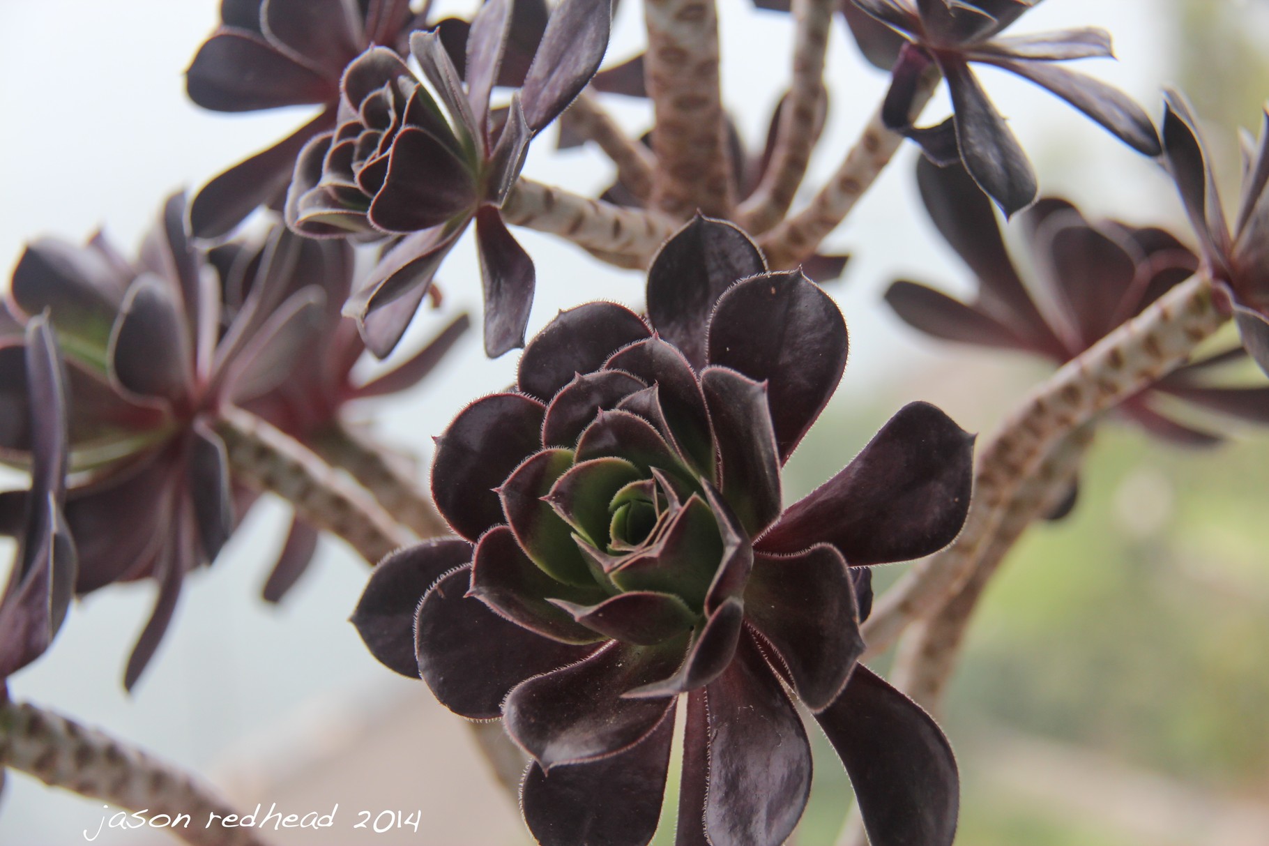 30-01-14 surviving the heat; after an ocean swim to cool off, it's time to come home and cool the plants down, pyrmont, nsw