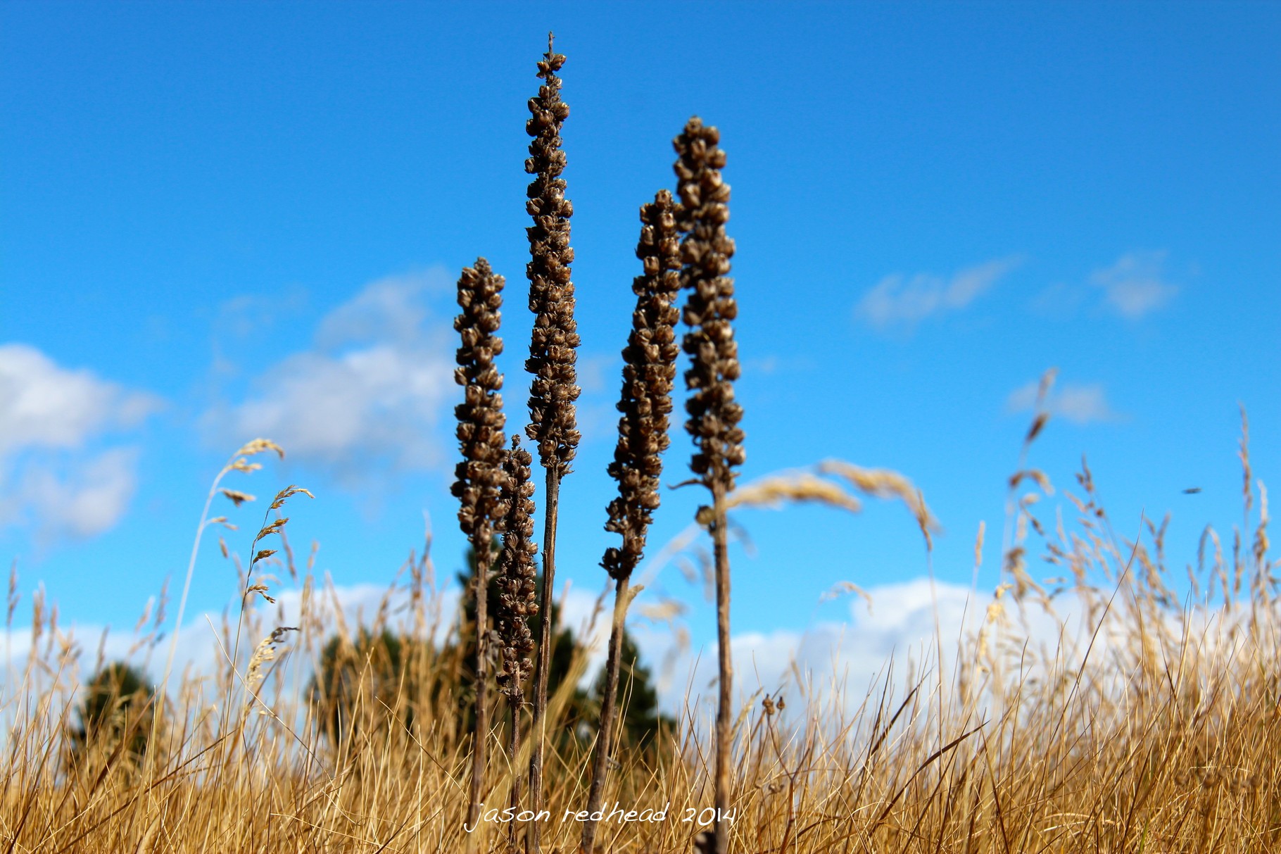  07-02-14 an ants life; feeling small lying in the grass. great way to relax and warm up in the sun. patiti point, timaru, nz 