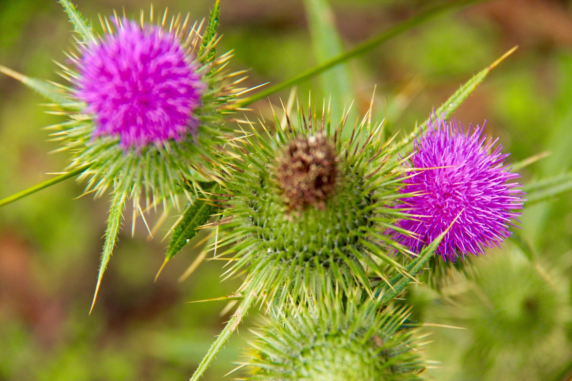 spikey and lots of ants