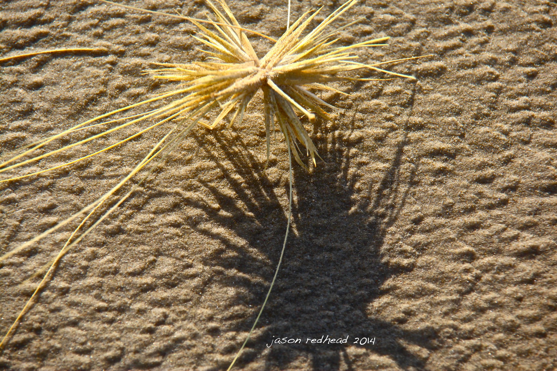  28-10-14 they actually do exist; you always see these in the movies but here in the winds i found tumbleweeds do actually tumble. mermaid beach, qld