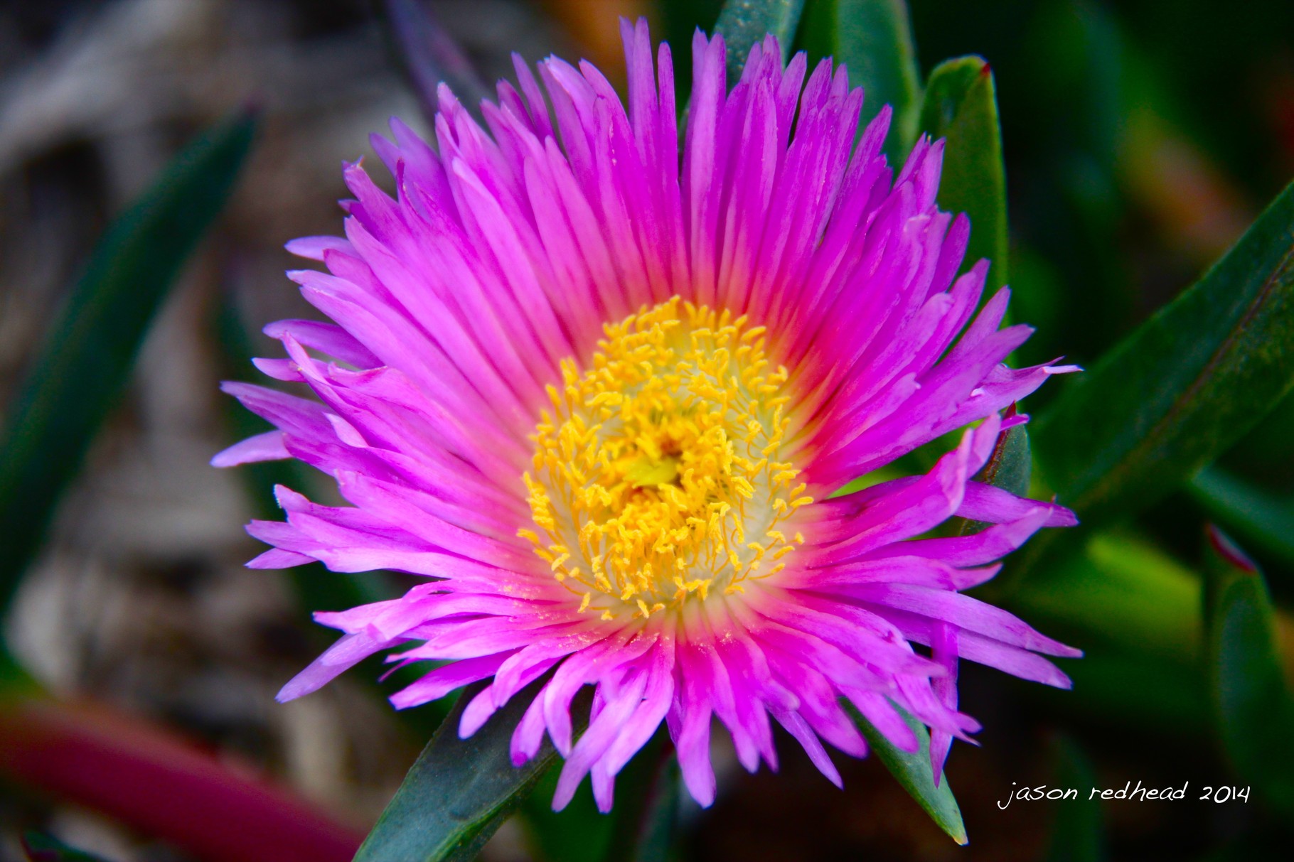  16-11-14 natures contrast; nice and bright so the insects can see me and steal my pollen and spread my seed so i can take over the world, kokoda track memorial walkway, nsw