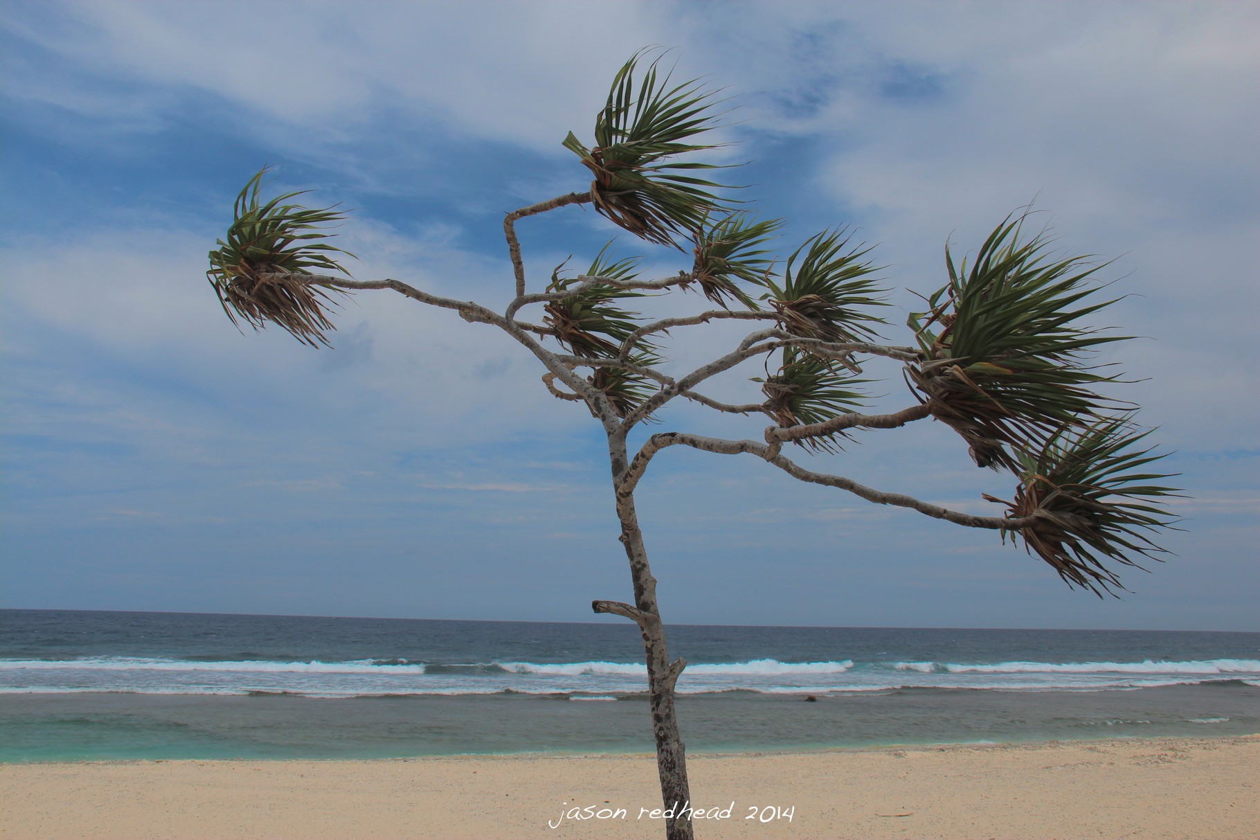  04-09-14 blowing in the wind; tucked away in the middle of no where was this little wind swept white sand beach with little white stone cottages scattered amongst the sand dunes surrounded by these blown away flax trees. tamanu beach, efaté,