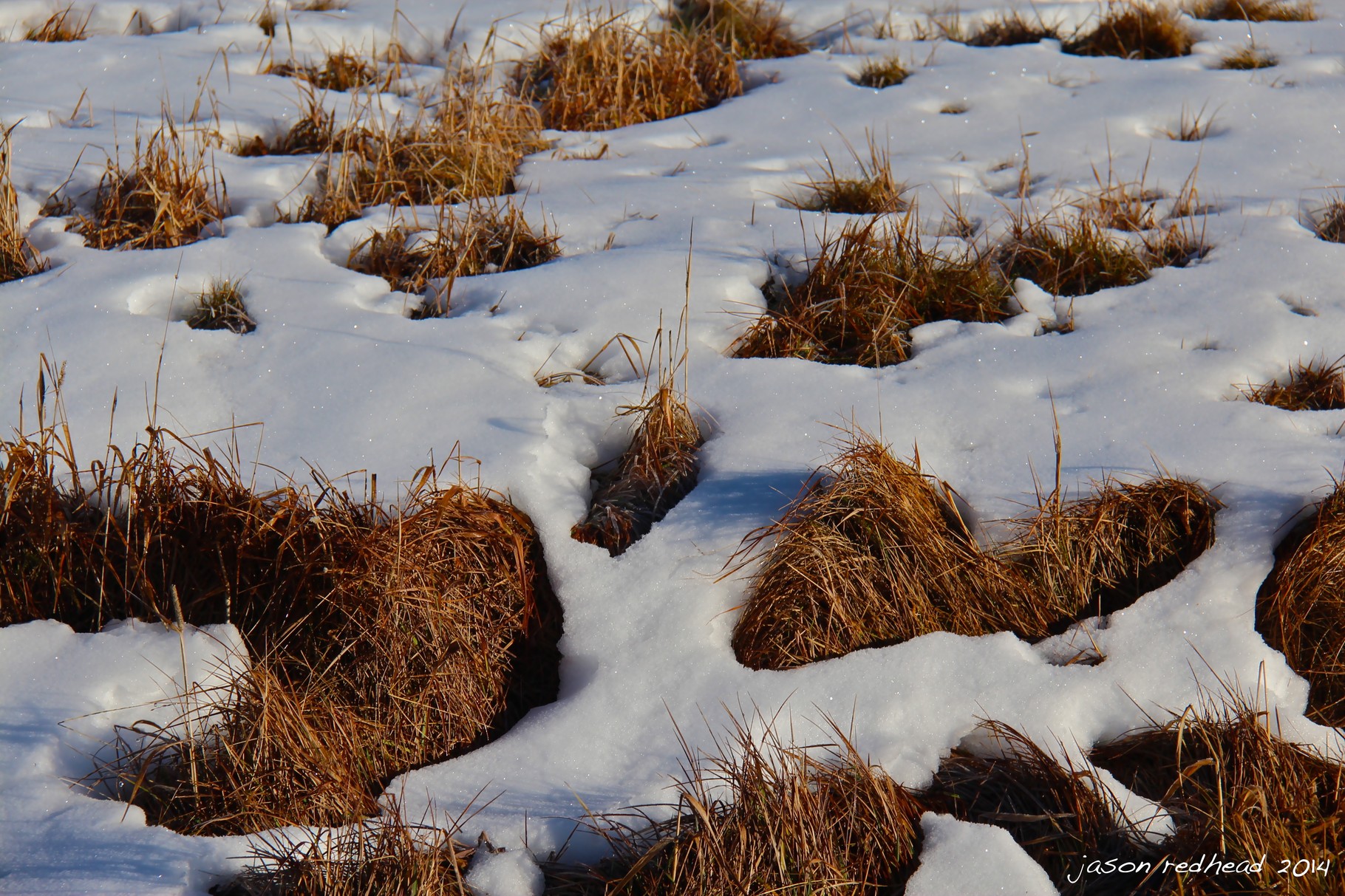  22-06-14 one of these things just doesn't belong; can you guess? i'll give you a clue, is it sun or snow or tussock grass or shadows? clearly showing the lack of snow in the snowy mountains. an amazing weekend even with limited snow. smiggin hole, nsw