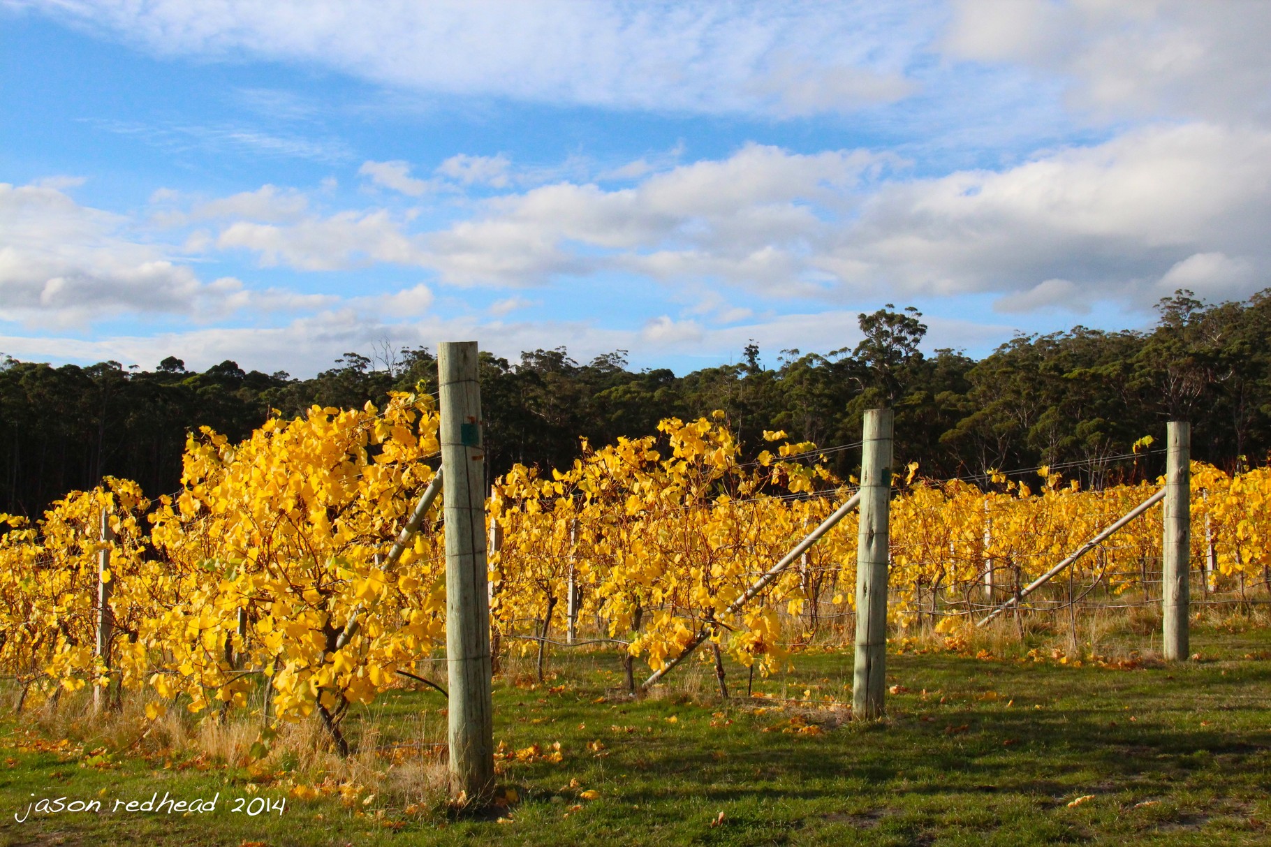  19-05-14 golden wines; the grapes have been harvested, the leaves are dying, the vines are getting prepared for the winter. all that's left to do is drink and eat the produce. num yum yum! lunawanna, tasmania 