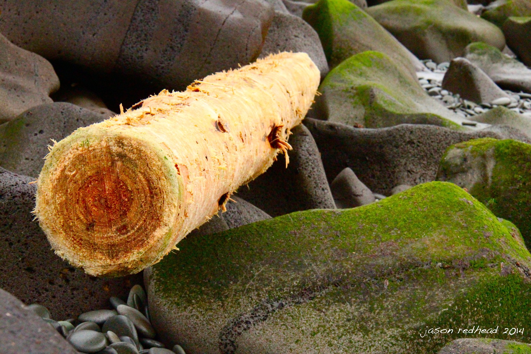  16-07-14 drift wood for mum; don't think this is what mum is referring to when she talks about going to get some drift wood from the beach. might be a bit too hard to carry up the hill, waimataitai, nz 