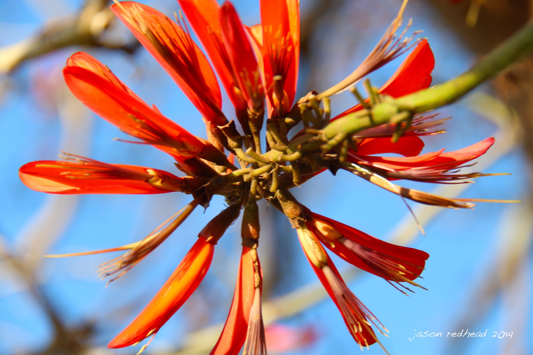  30-09-14 about to become beautiful; with so much new life showing itself, its clear spring is in the air. now just need to go to the country to see all the new lambies and then it truly will be spring. giba park, nsw
