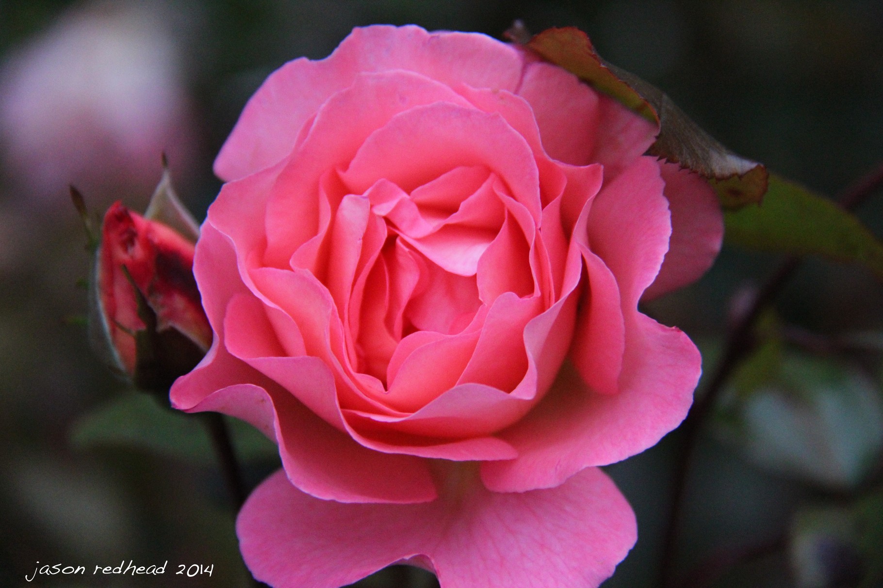  04-03-14 blooming beautiful; nana's favourite as we walked though mum and dad's garden. timaru, nz 