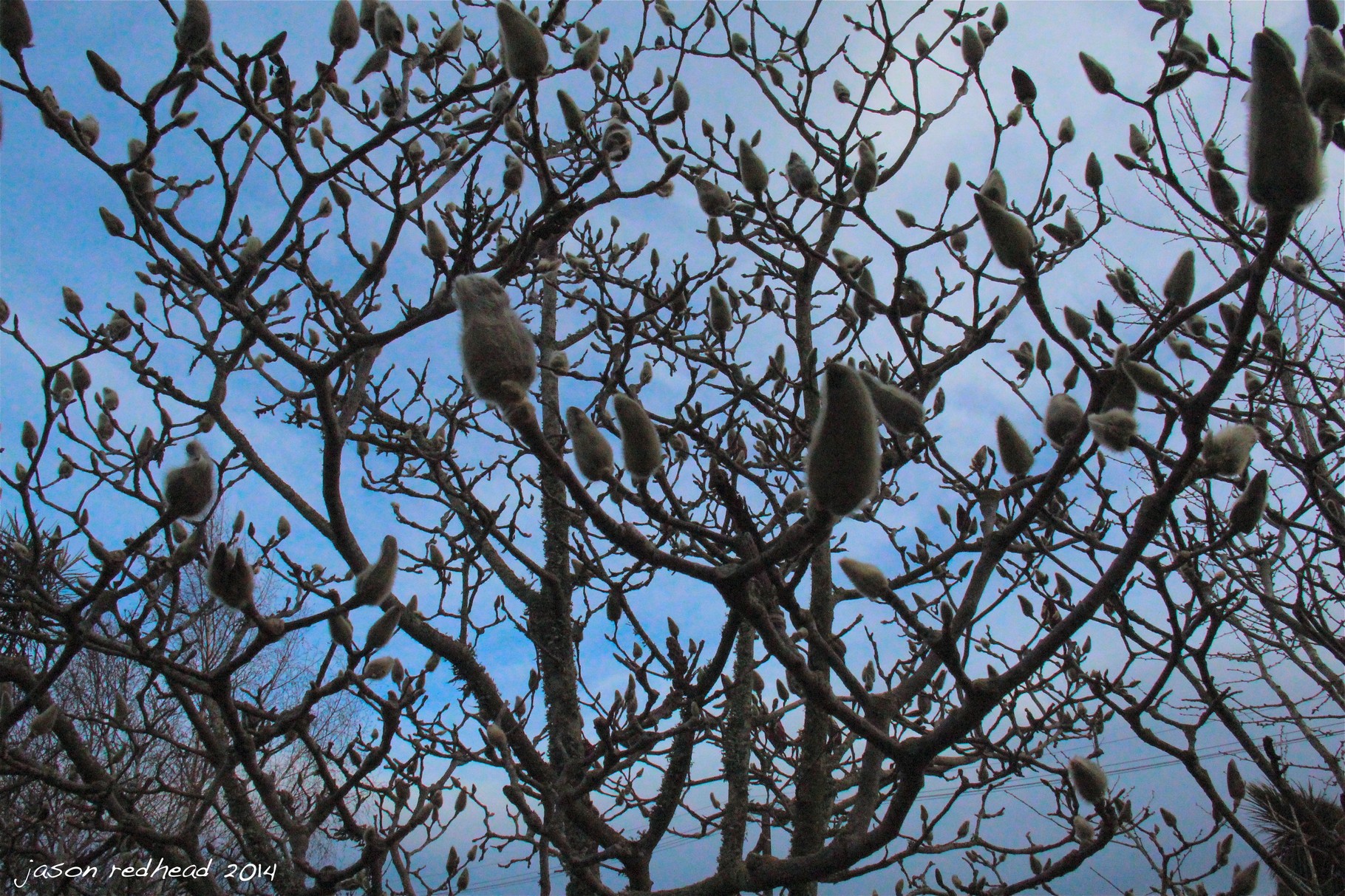  12-07-14 spring is on its way; it's negative temperatures outside but here are signs of life showing that spring is just around the corner. but in the mean time the frosts, coldness and blue skies remain. lincoln, nz 