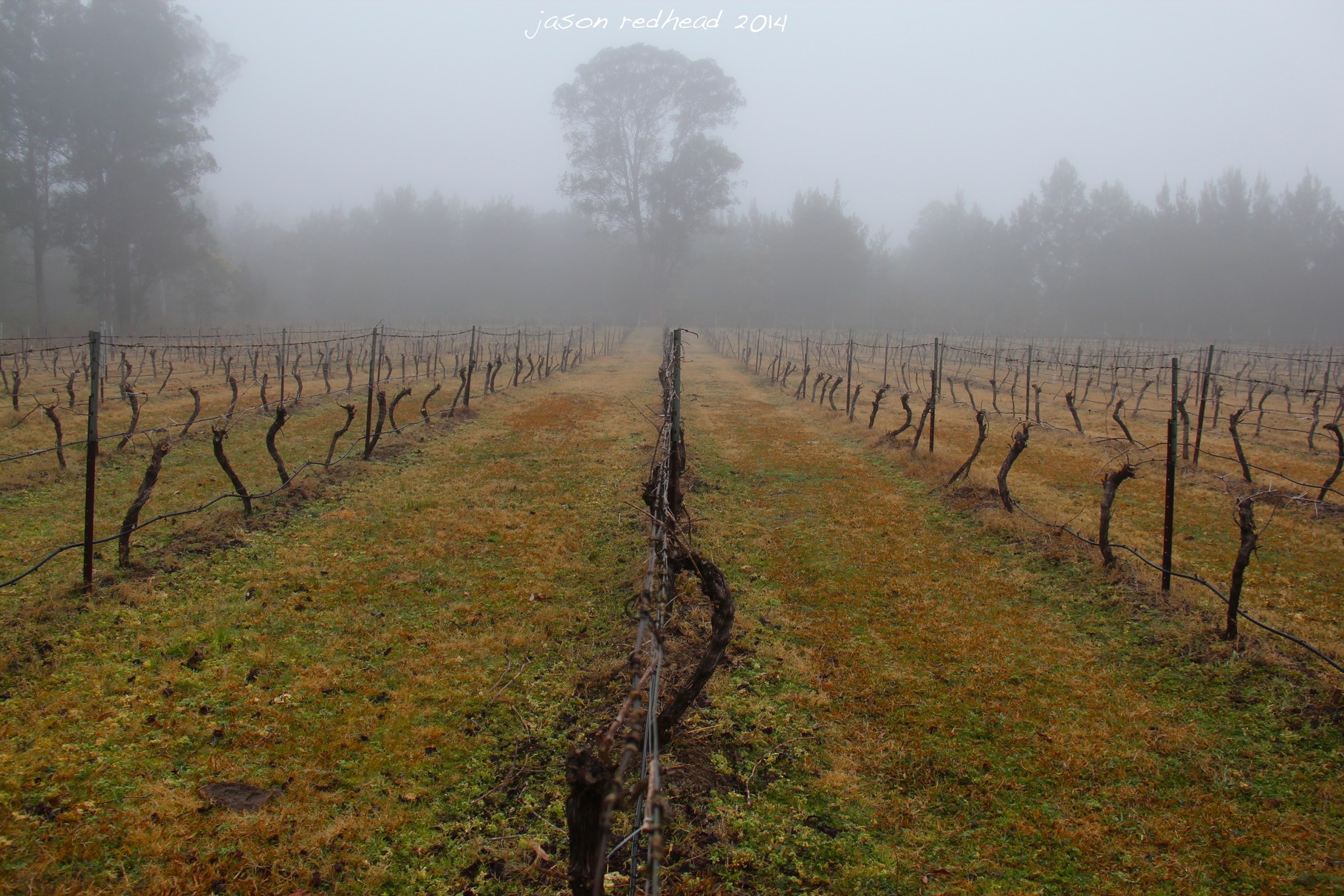  16-08-14 hibernation; a gorgeous little vineyard toughing out the winter awaiting some warmth to start reproducing some delicious grapes, wollombi, nsw 