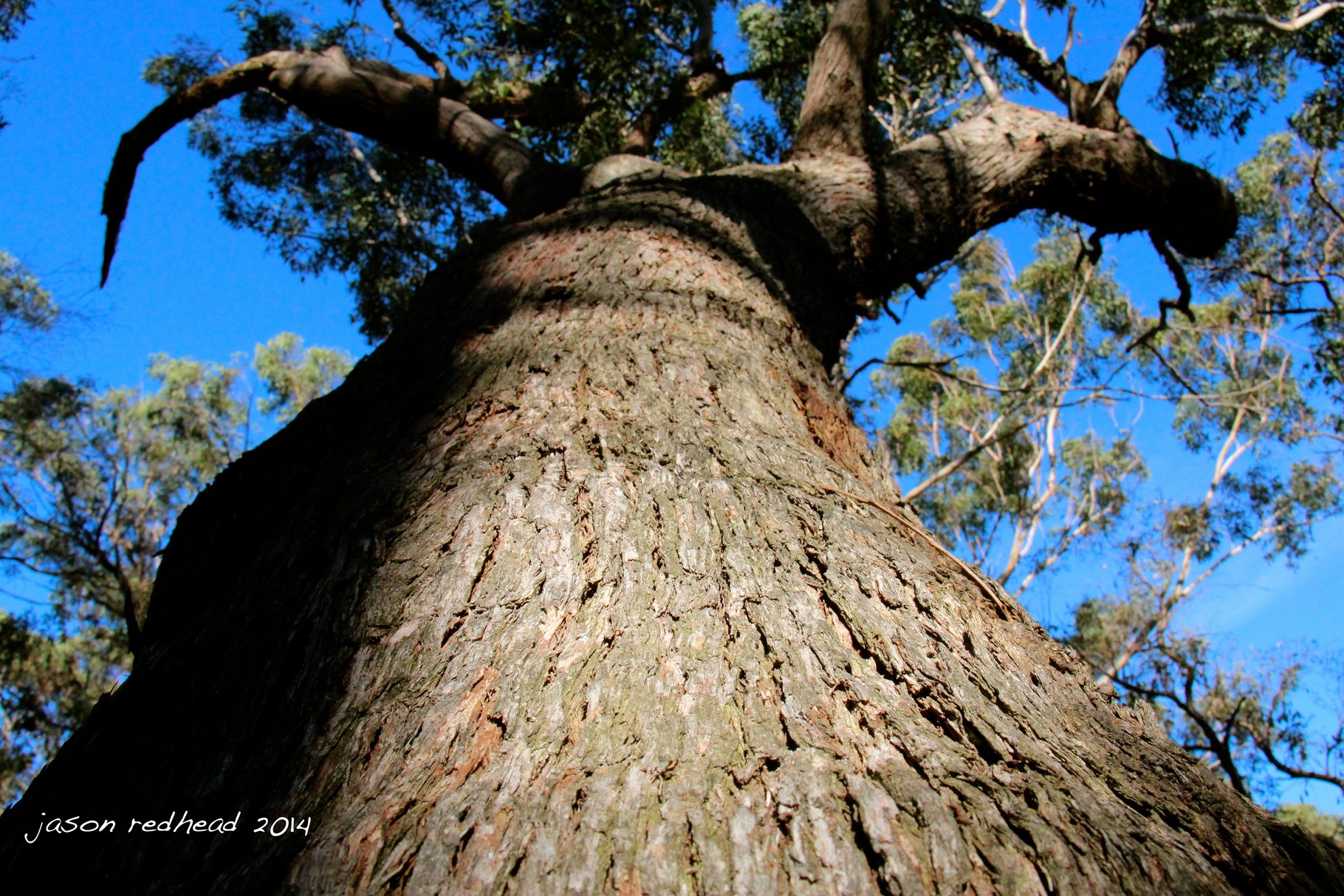  16-06-14 squirrel haven; if i were a squirrel this would be such a fun tree to play hide and seek on, or sunggle up in one of its many forks. boronia park, nsw 