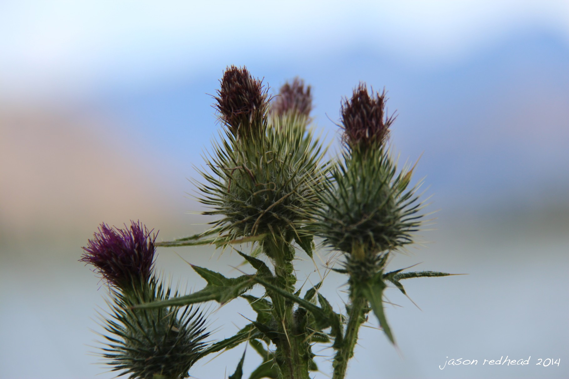  15-03-14 'ted don't stand on the thistles!'; thanks bridget for taking me horse riding, i enjoyed it, not sure if my horese, ted, enjoyed it. if only he'd listen i wouldn't have had to squeeze so much. thankfully he managed to avoid these thistles. Ad
