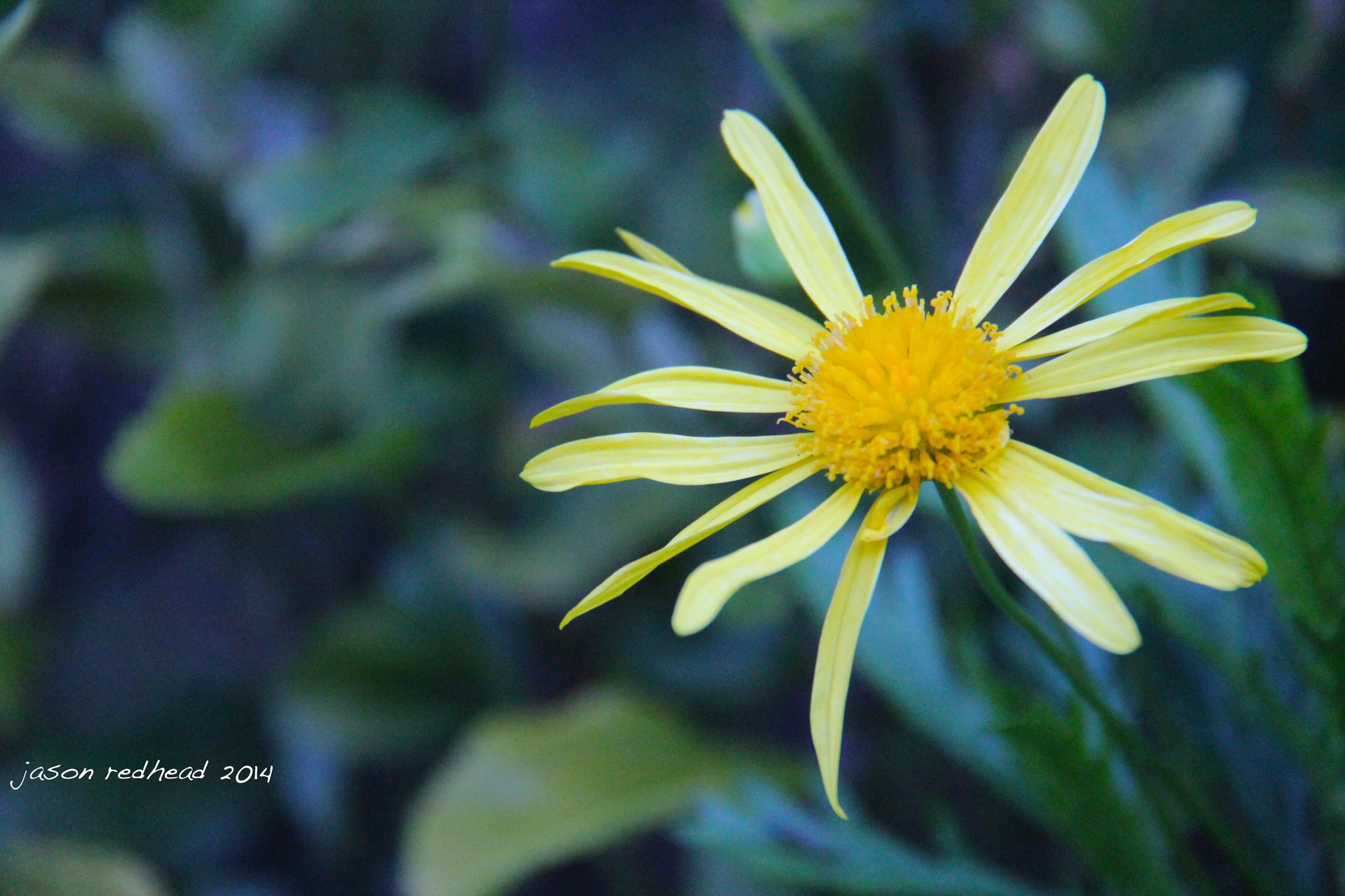  24-08-14 missing the nanas; wish i was home today to give the nanas a hug. thanks skype for allowing me to chat to them. hope this flower puts a smile on their faces. big hug! poineers memorial park leichhardt, nsw 