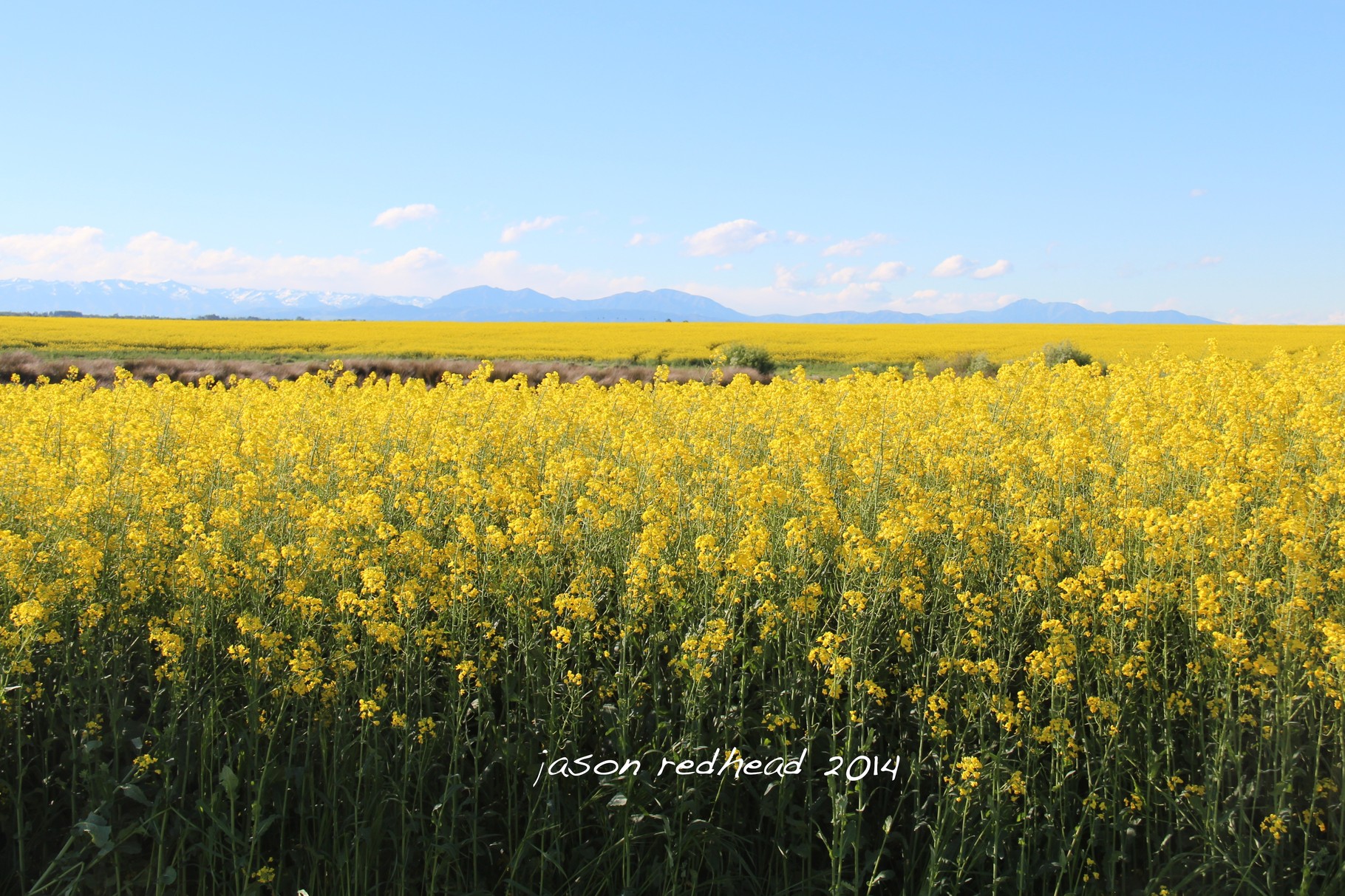  03-01-14 colourful barley fields; just south of timaru, these fields fill the paddocks creating such a stunning landscape, timaru, nz apparently these are actually canola fields. thanks to the farmer people in the know. clearly i'm not a farmer.  