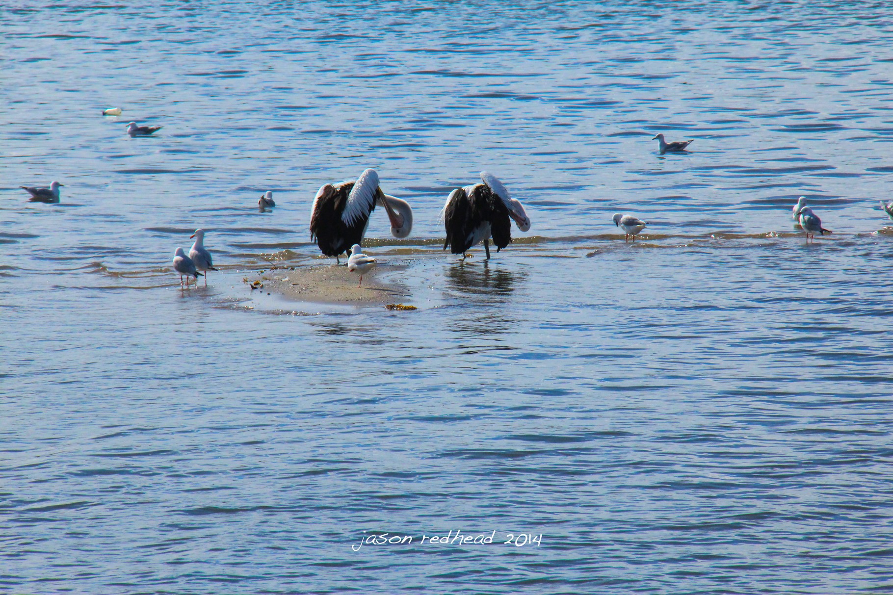  09-05-14 percy and polly have some me time; "come on mum and dad, stop cleaning yourself, you look fine! can we go already?" five dock bay, nsw 