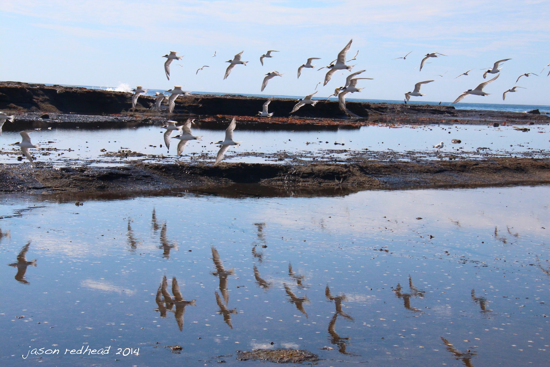  21-04-14 "stop chasing us!"; but when i chase you i get awesome pictures! griffith park collaroy, nsw 