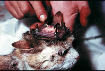 Katze mit auf dem Schädel implantierter Halterung für Elektroden Foto: SHAC
