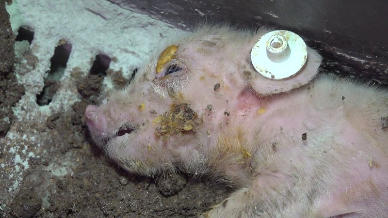 „Animal Rights Watch“:2021-brandenburg-schweinzucht-ferkel-tot