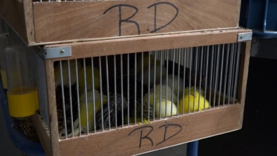 Die Aufnahmen zeigen unzählige Vögel, die in kleinen Käfigen zusammengepfercht und  übereinandergestapelt sind. / © PETA Deutschland e.V.