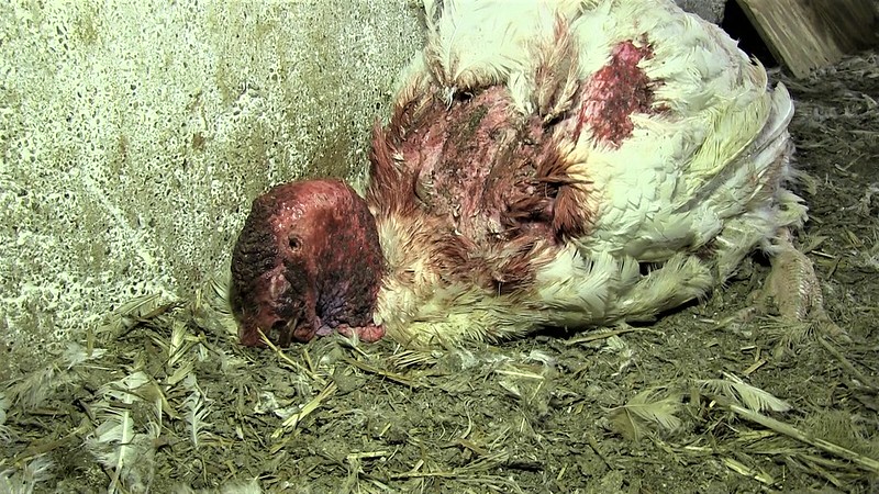 Totgepickt: Aufnahme im Putenstall im November 2020 Foto: Animal Rights Watch