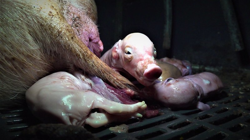 „Animal Rights Watch“:2021-brandenburg-schweinzucht-geburt 