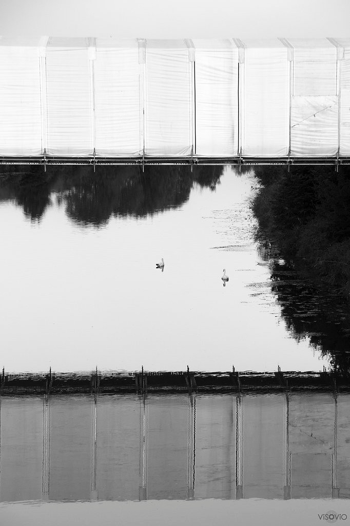 schwanensee | 201309 • www.visovio.de •  bühne, schwäne, see
