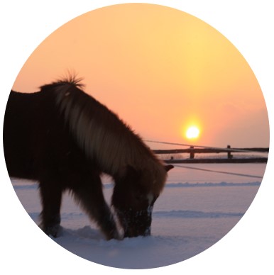 Icelandic horse Sörli, who was my first horse and taught my husband how to ride