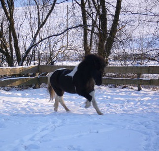 Winter Fun
