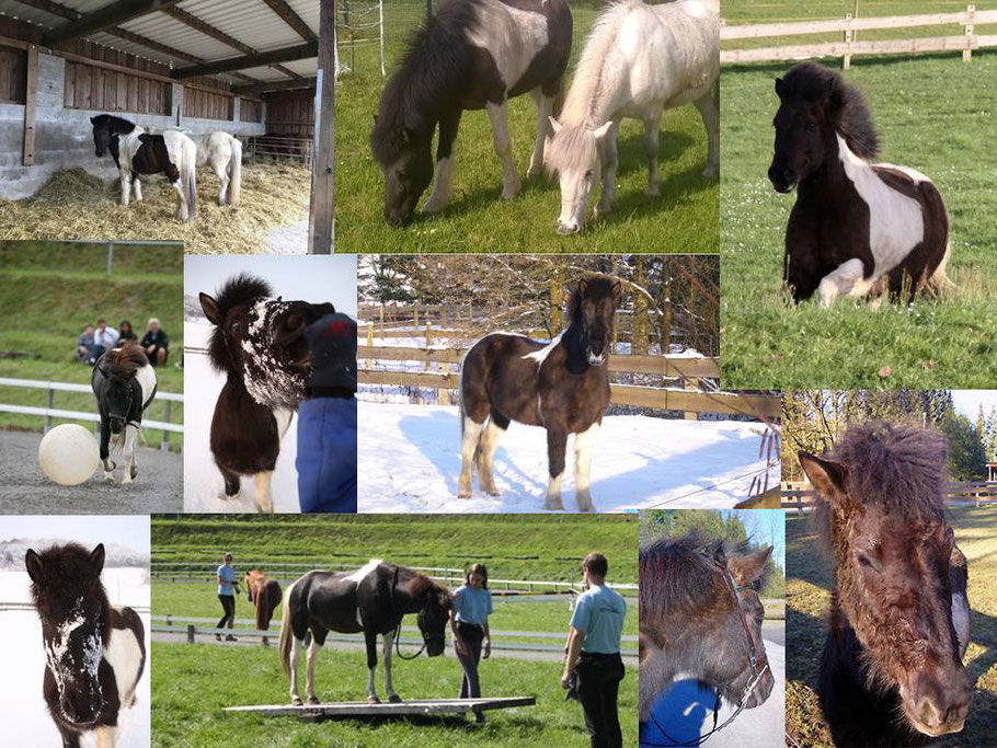 Icelandic horse Tandri was fun and mischief in one lovable package