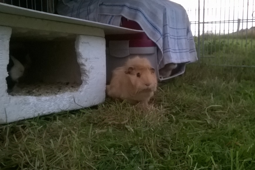 Little Fleur