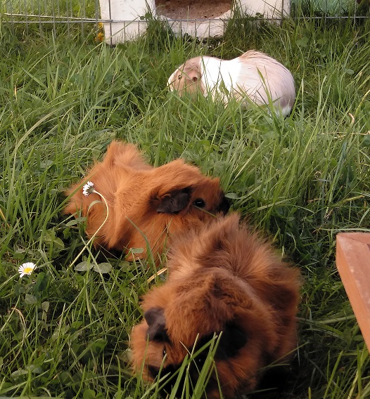 Lischen, Lottchen and Rani