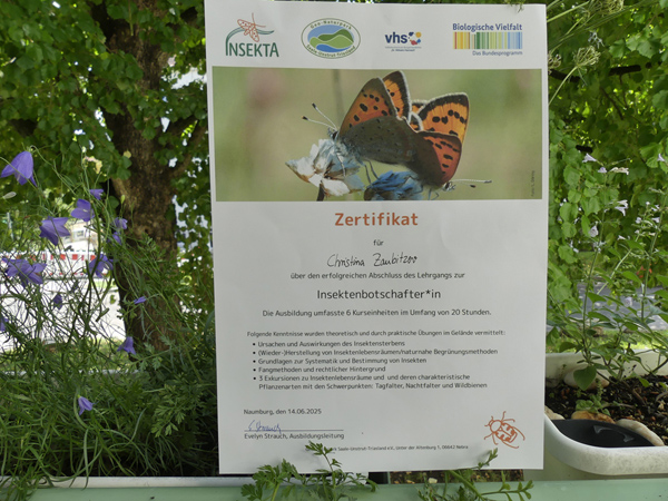 Lernen von und mit den Profis: Ausbildung zur Insektenbotschafterin